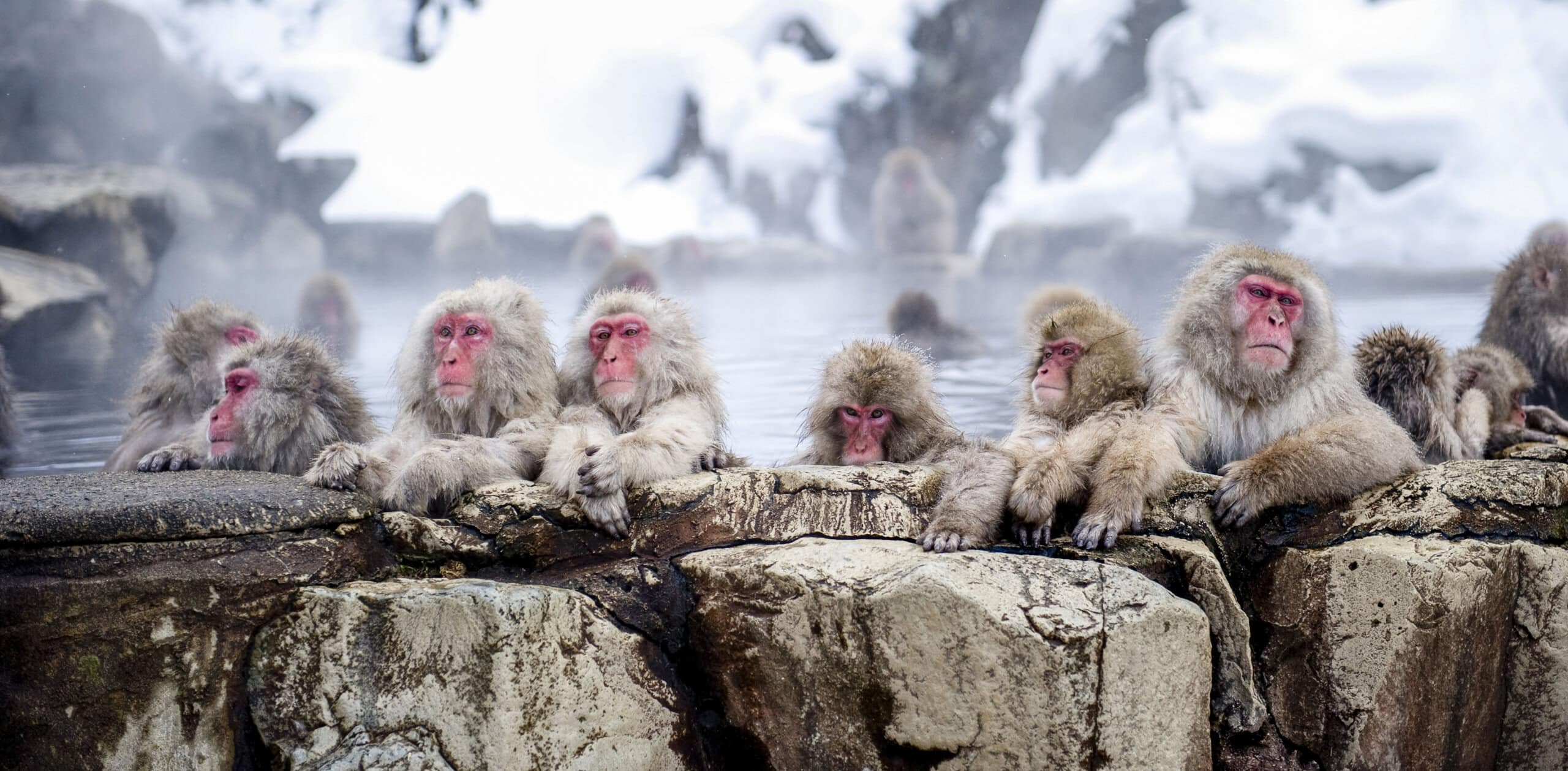 Japanese Macaque Are They Endangered