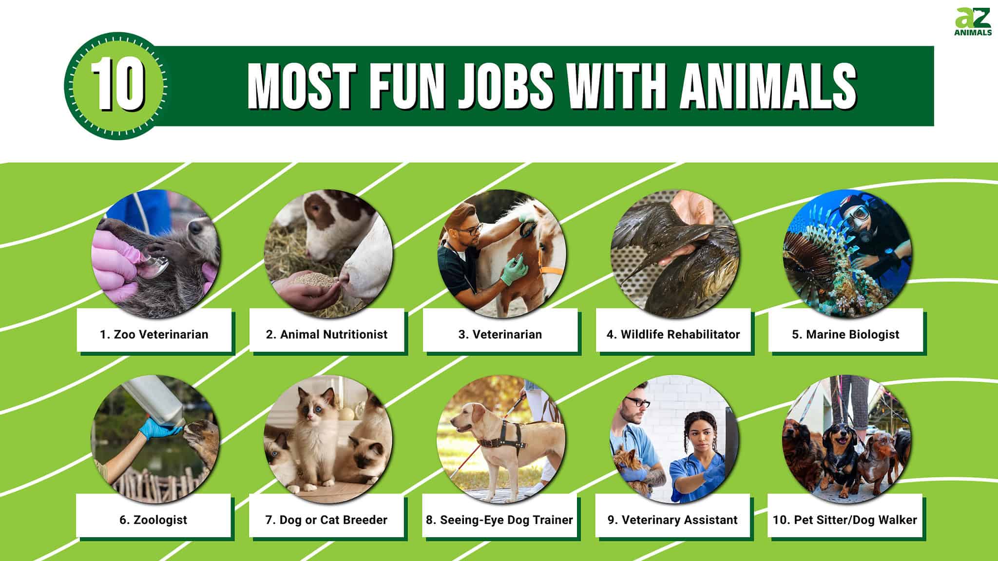 Jobs Involving Animals