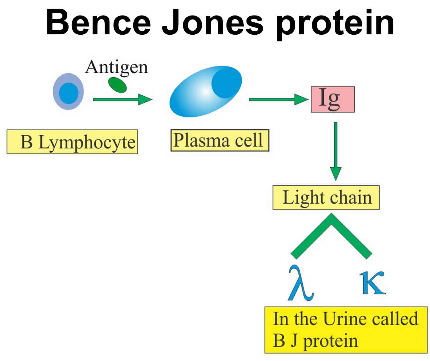 Kappa And Lambda Light Chains