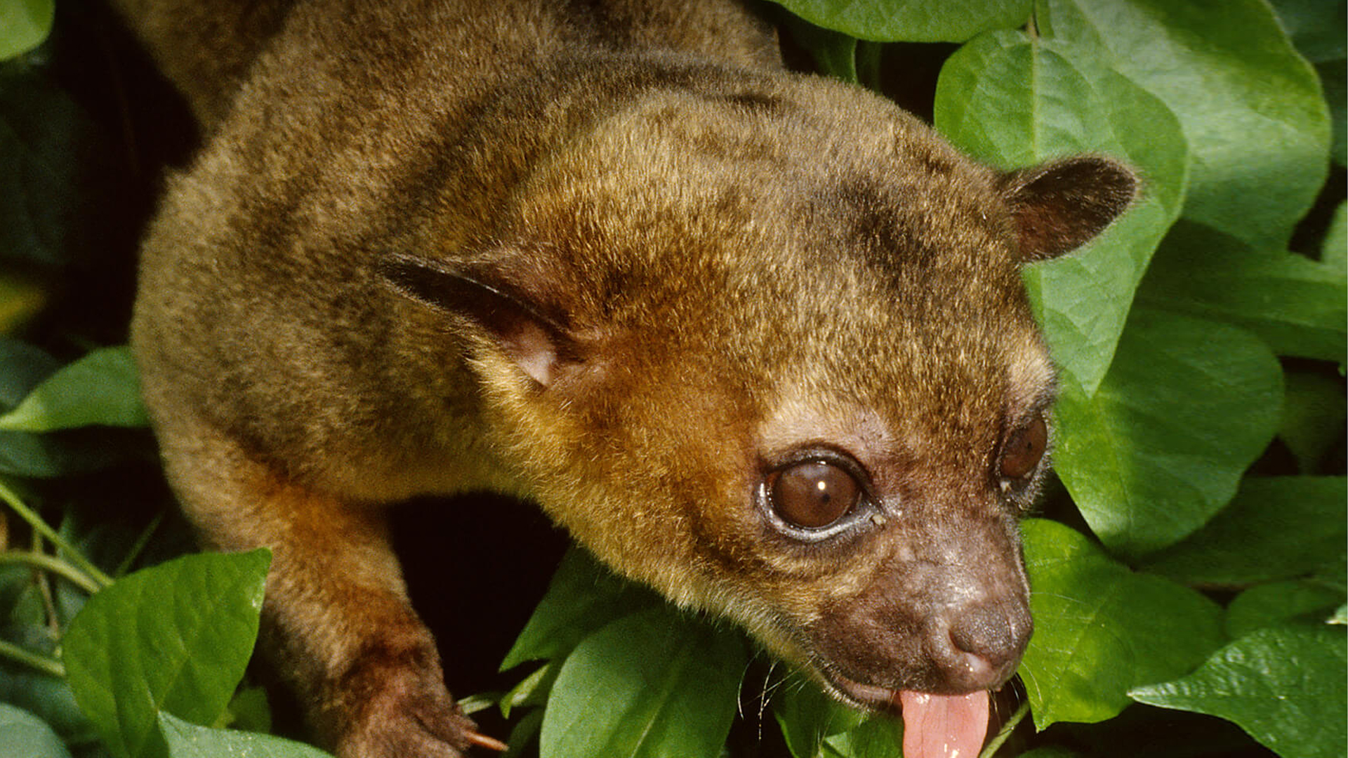 Kinkajou Are They Endangered