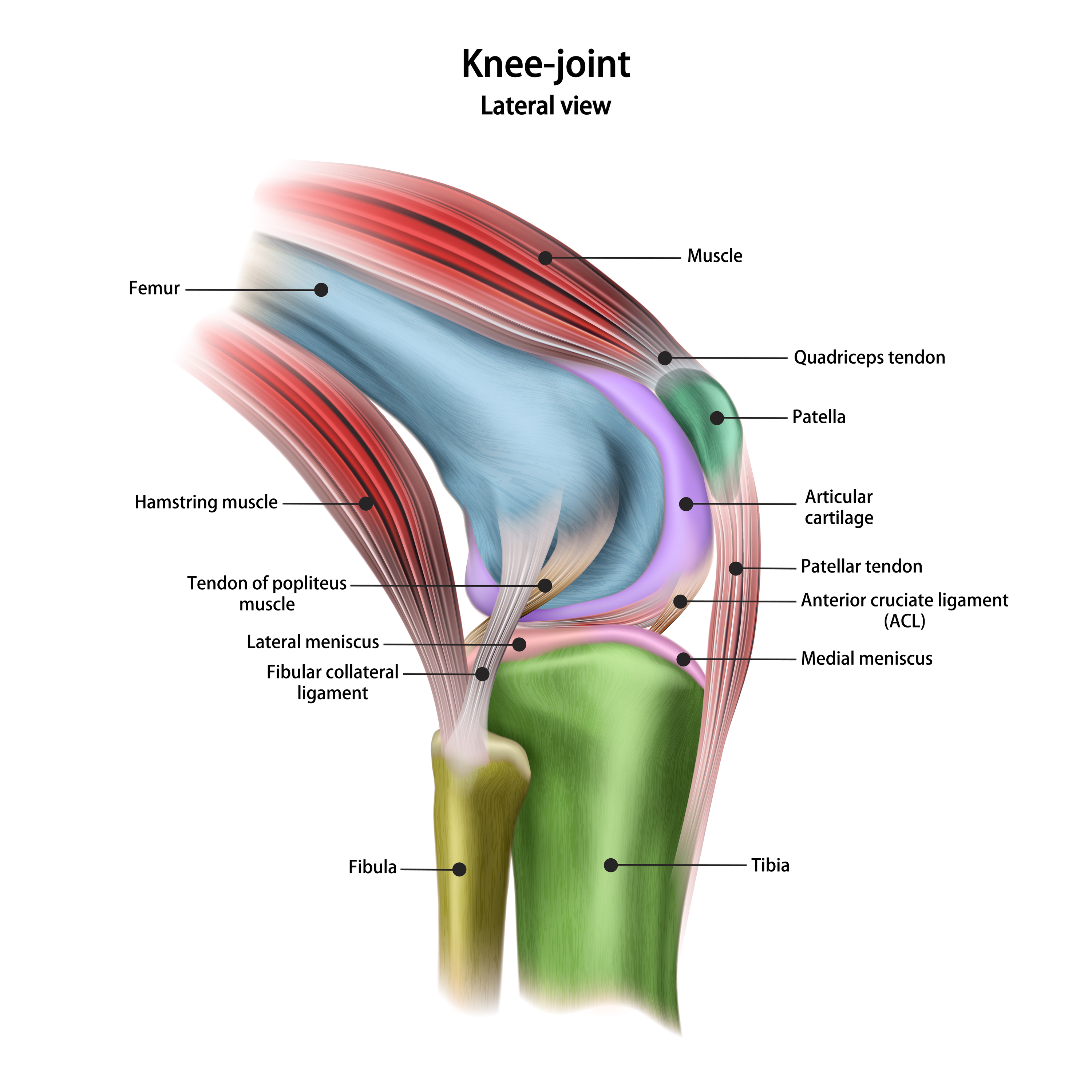 Knee Joint Bones