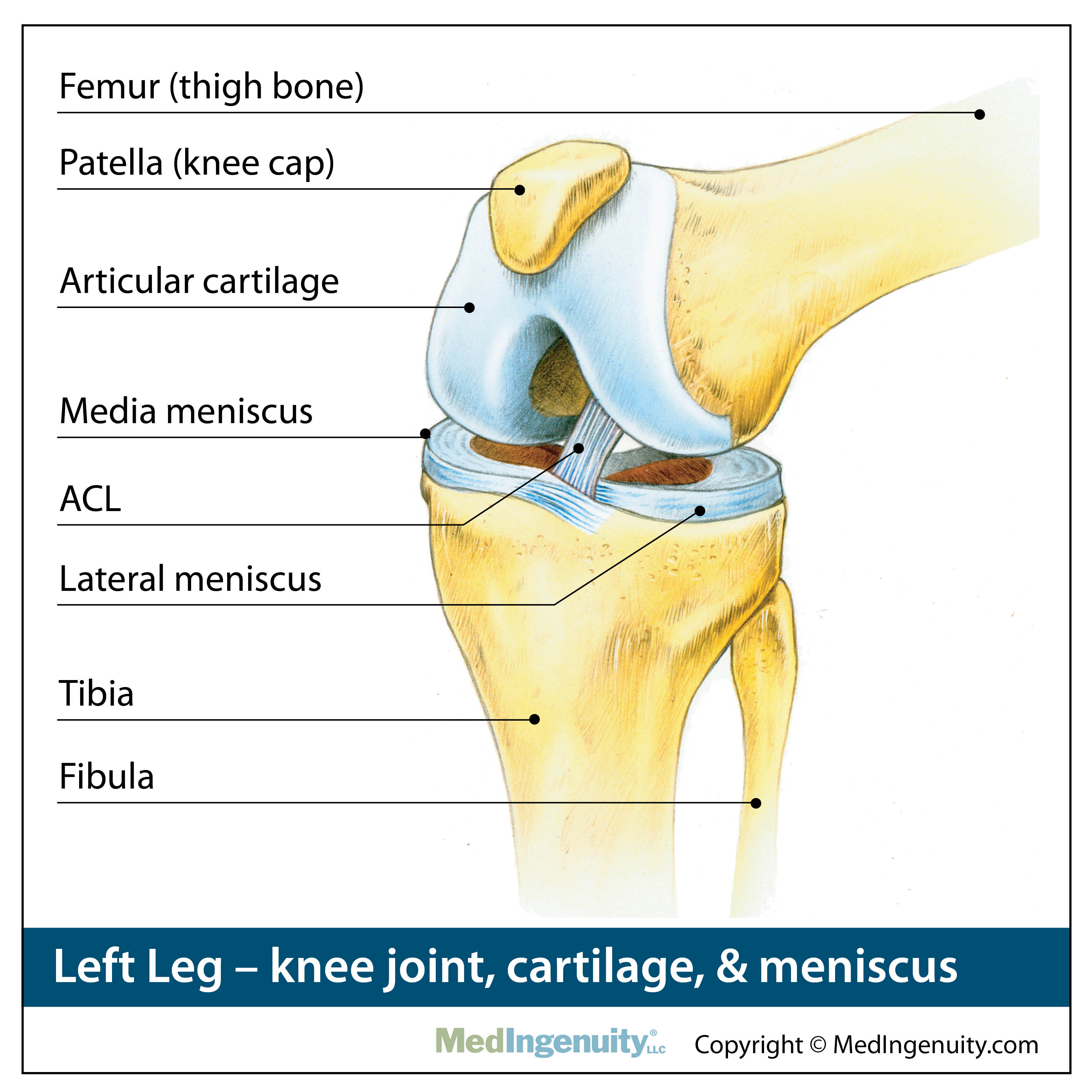 Knee Joint Cartilage