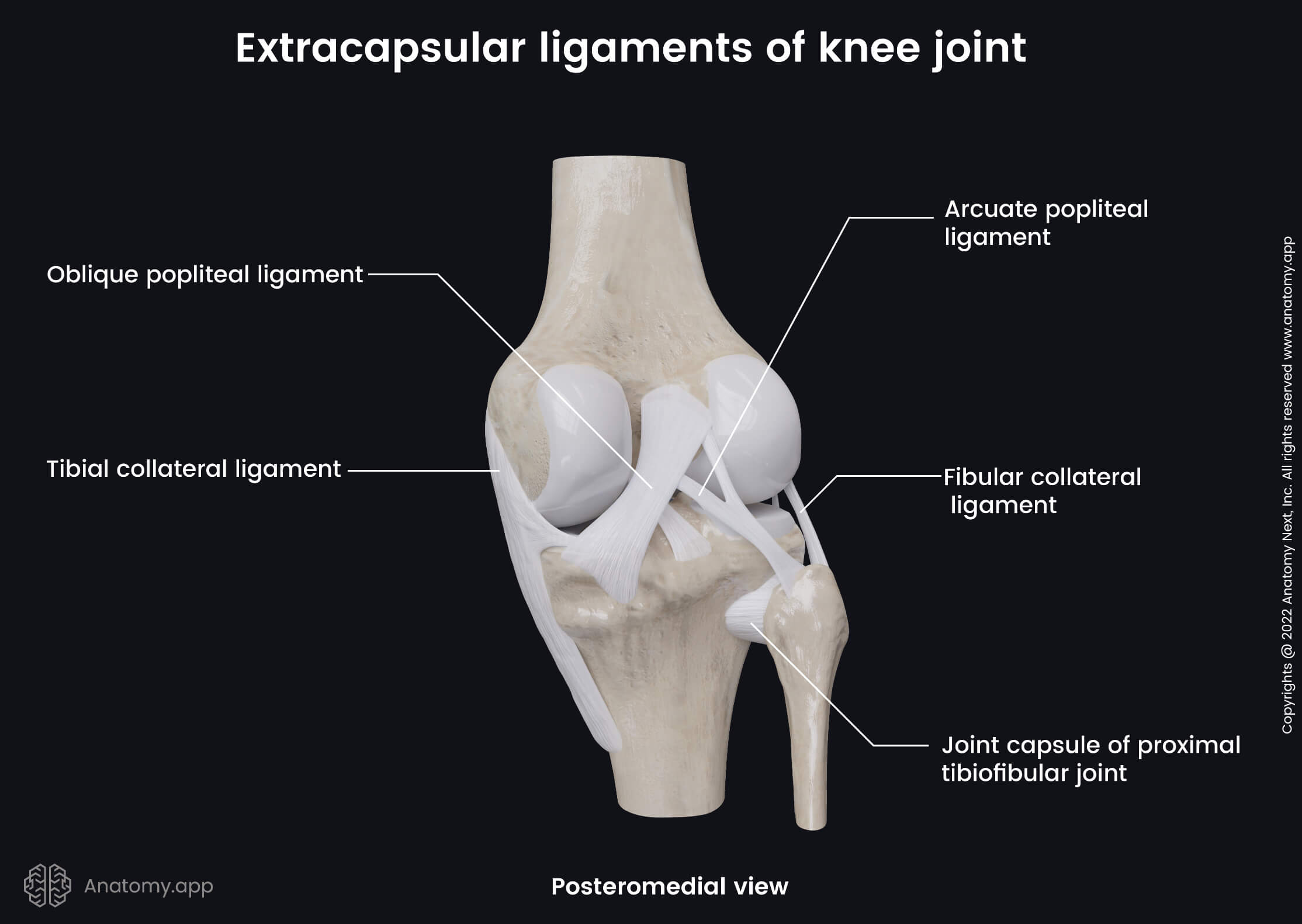 Knee Ligaments Diagram