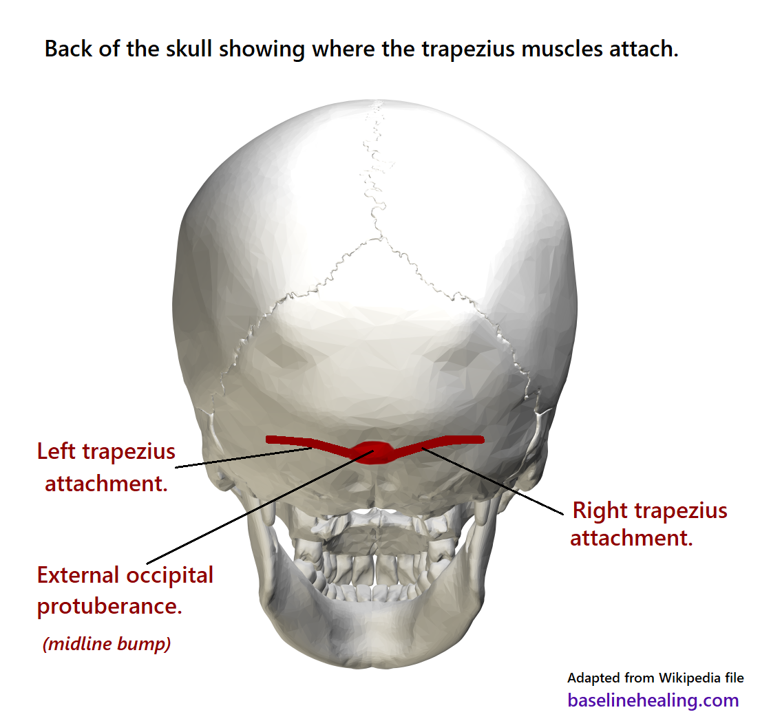 Knot At Base Of Skull