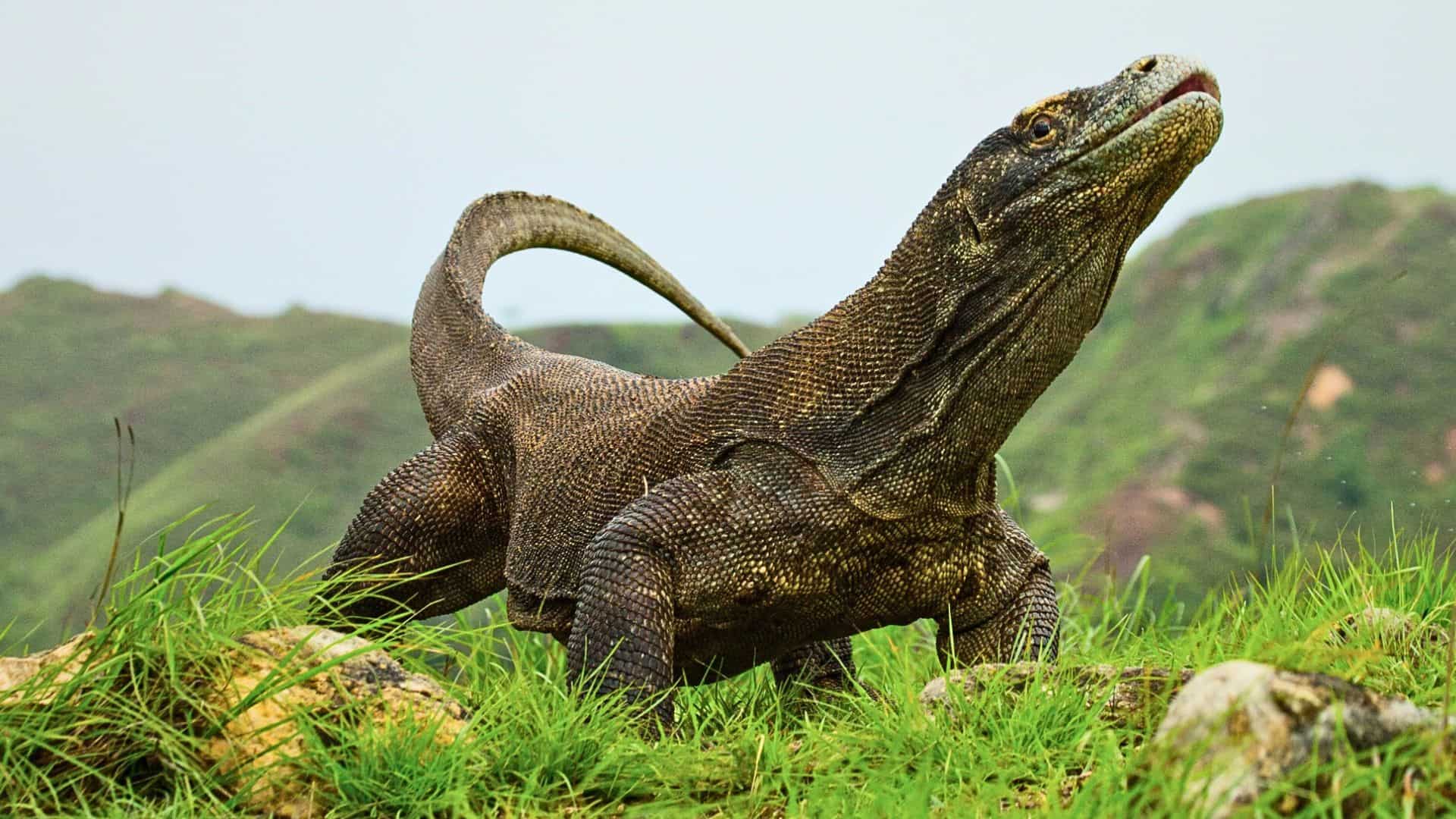 Komodo Dragon Are They Related To Dinosaurs