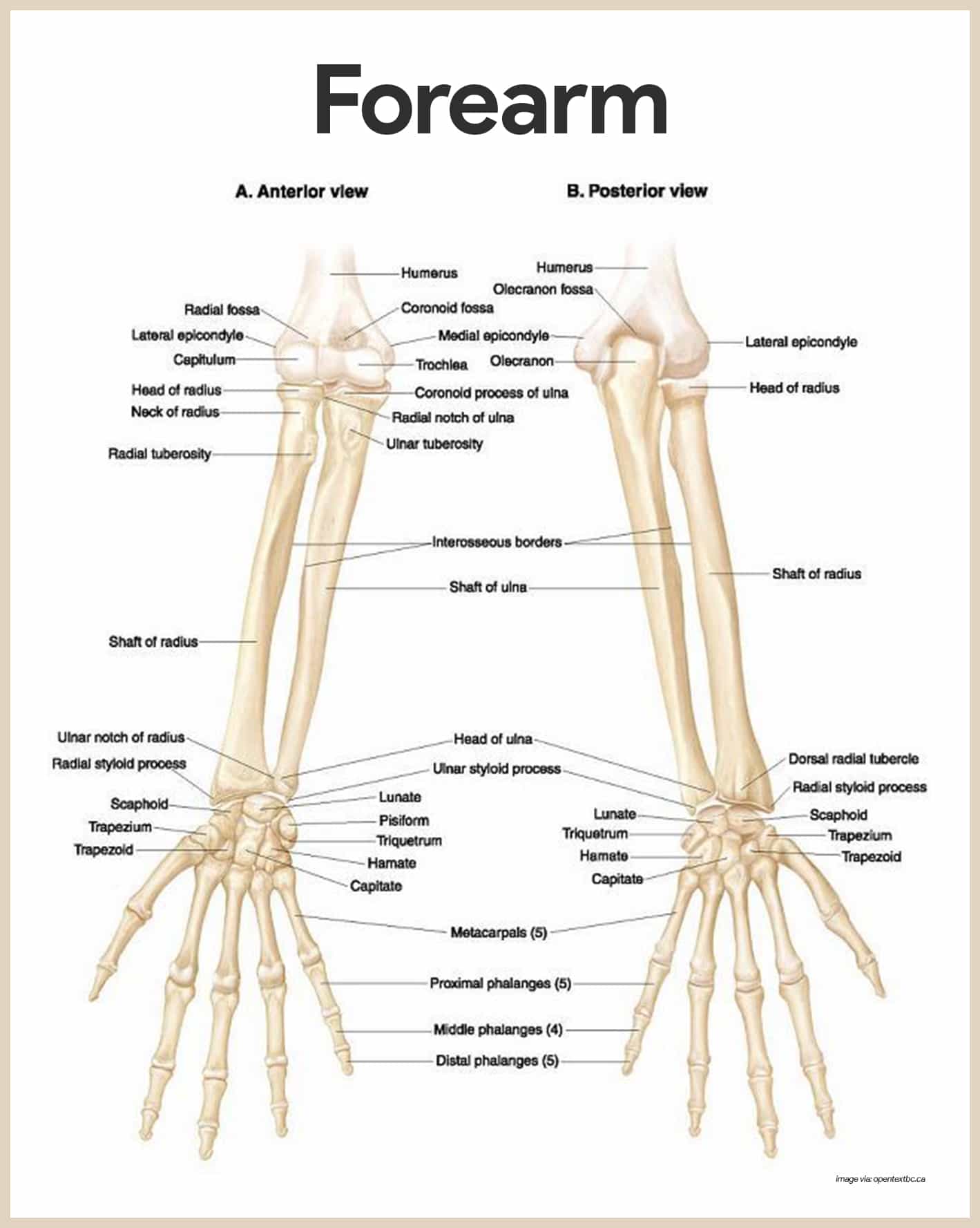 Labelled Arm Bones