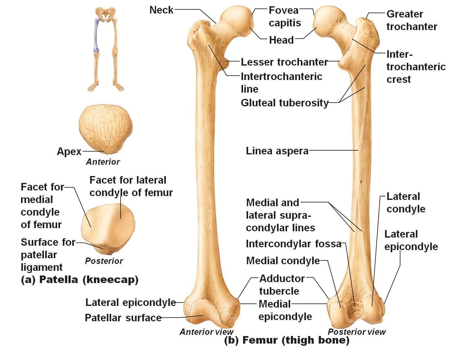 Lateral Condyles Of Femur