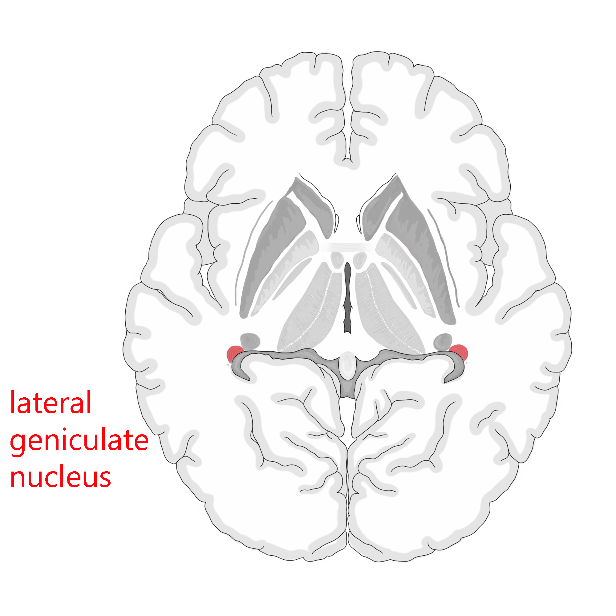 Lateral Geniculate Nucleus