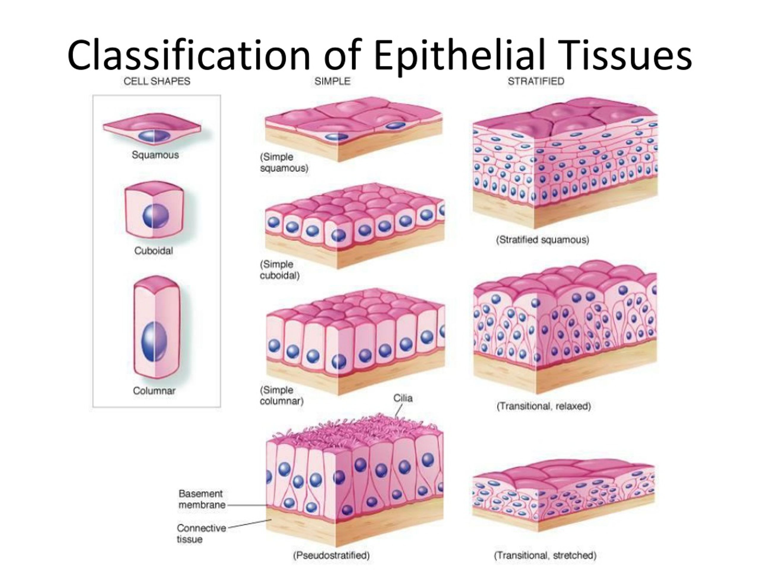 Layers Of Epithelial Tissue