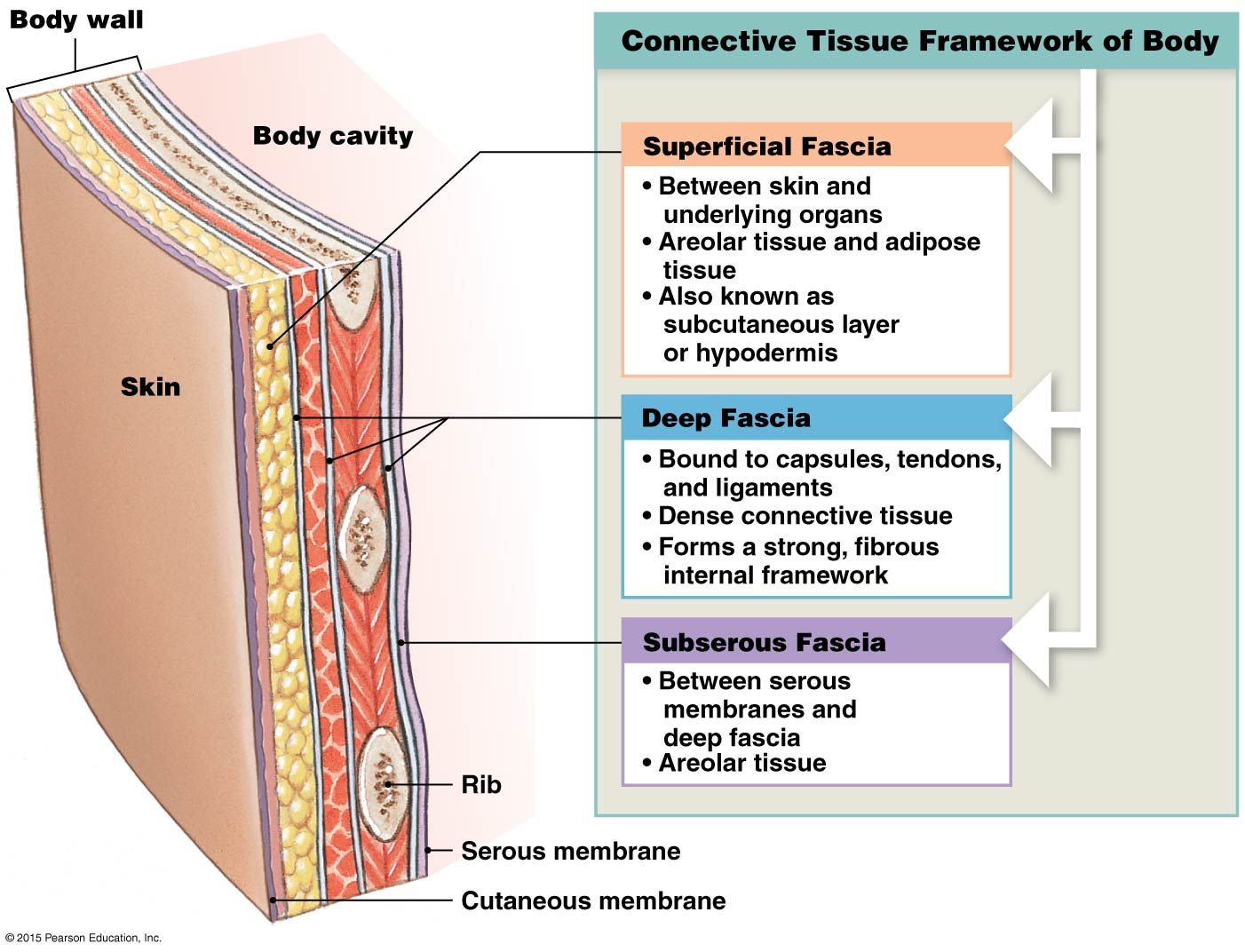 Layers Of Fascia