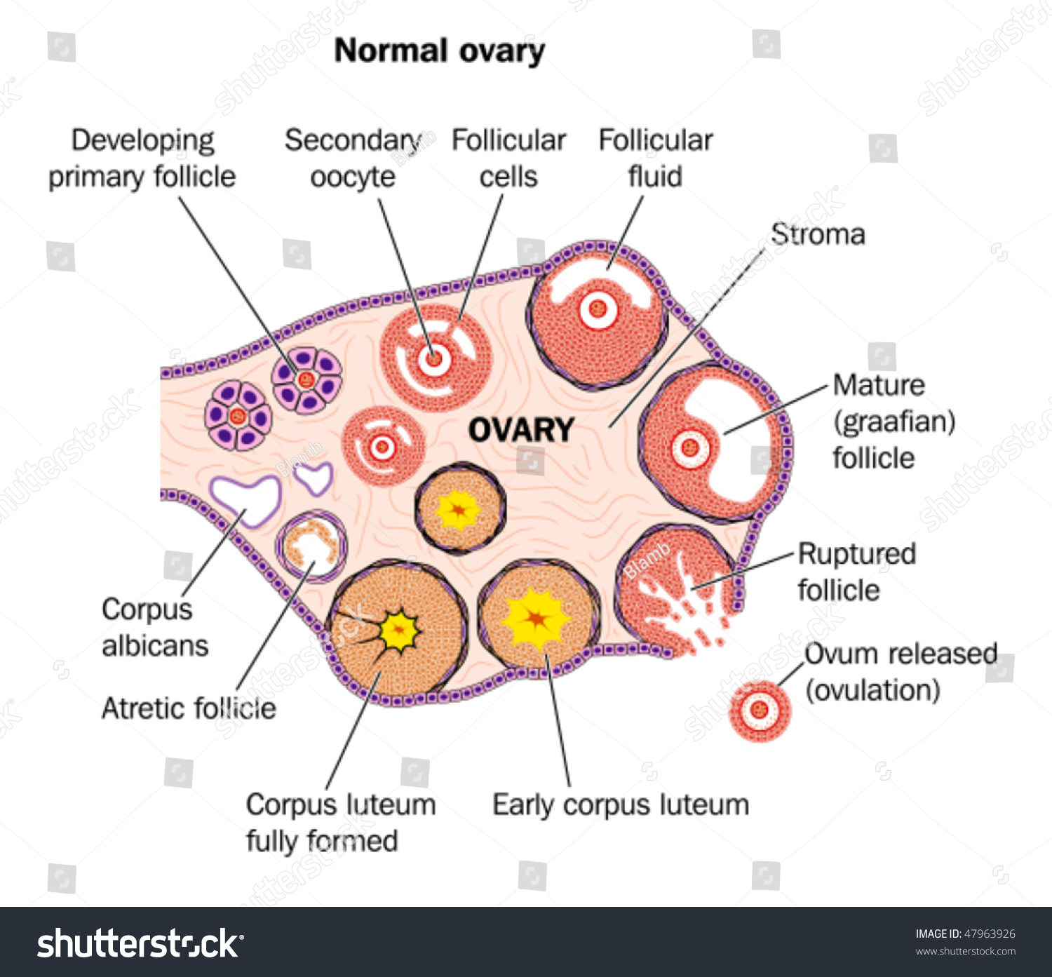 Layers Of Ovary