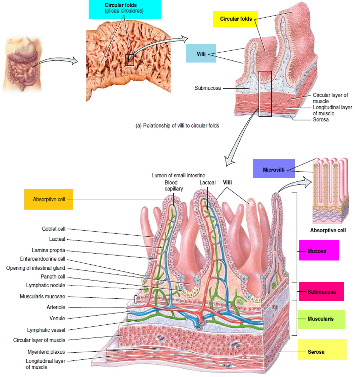 Layers Of Small Intestine