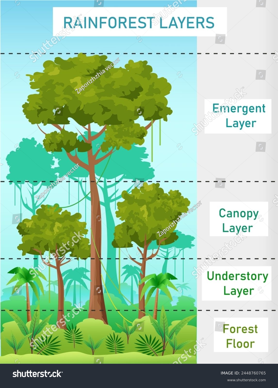 Layers Of The Rainforest