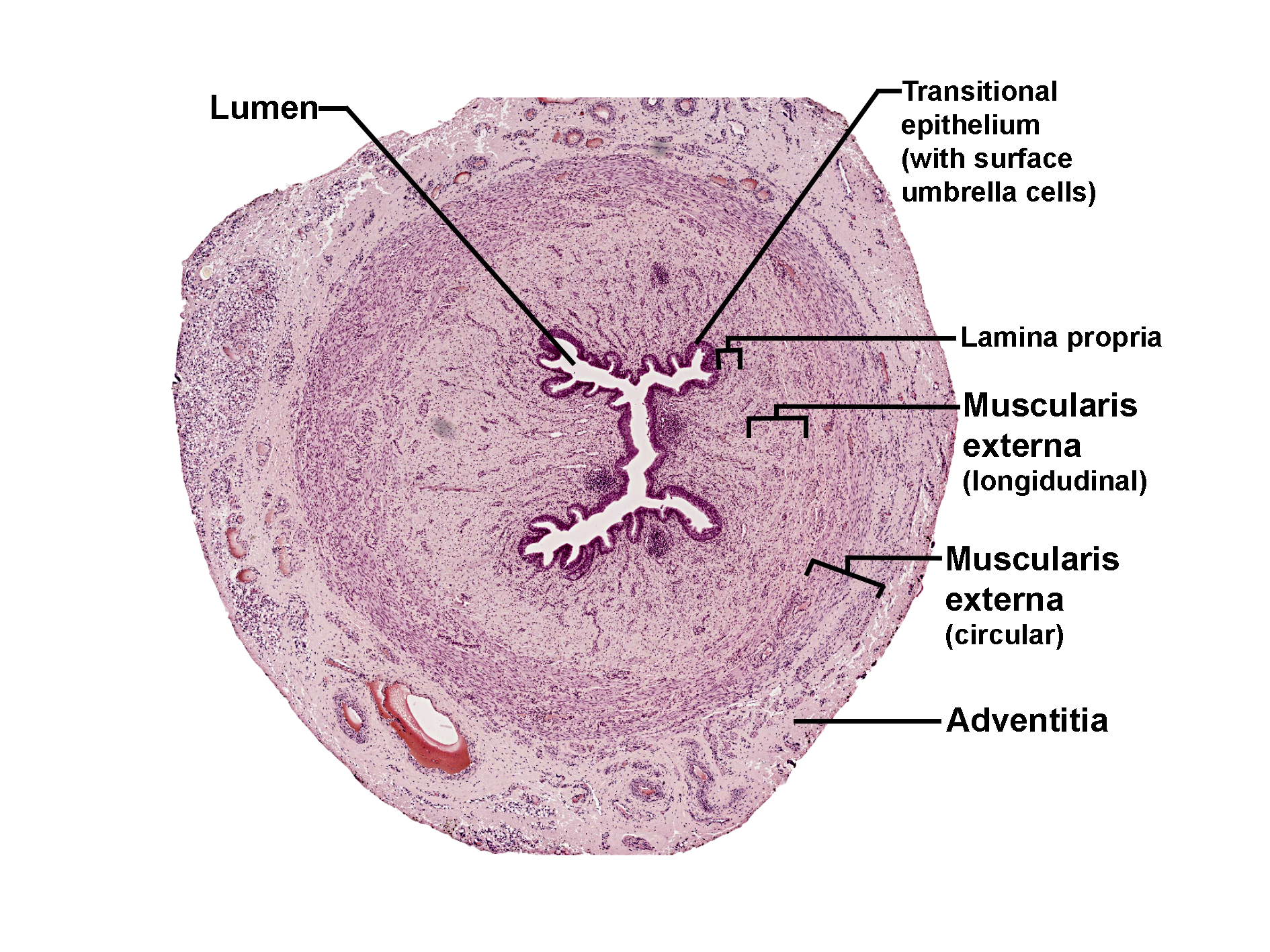 Layers Of Urethra