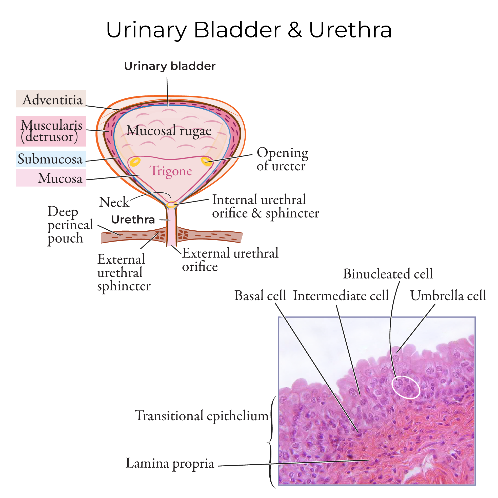 Layers Of Urinary Bladder