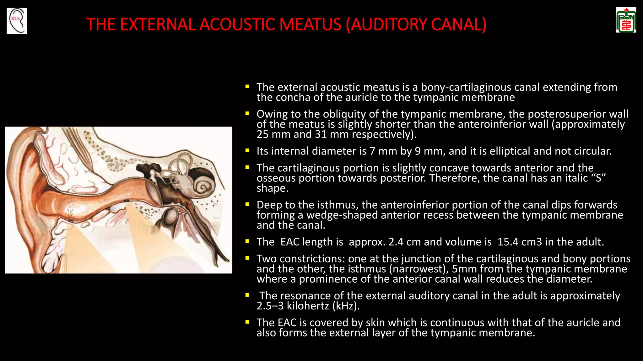 Length Of External Auditory Canal In Mm