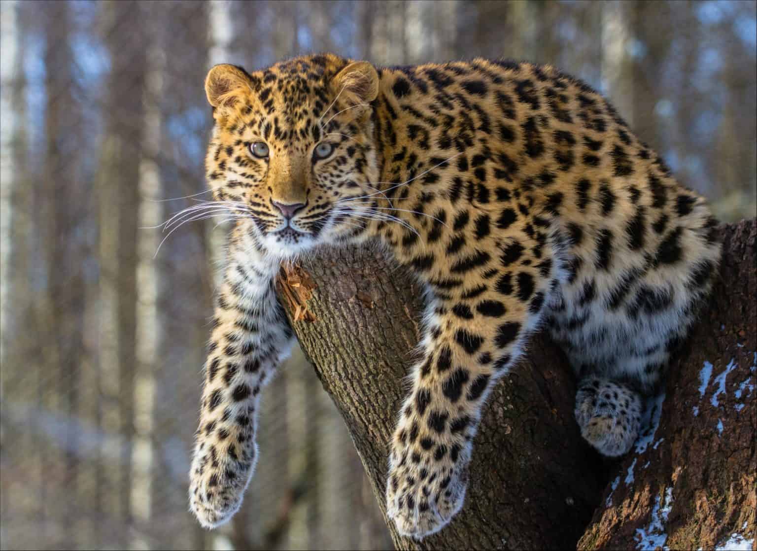 Leopard Are They Endangered