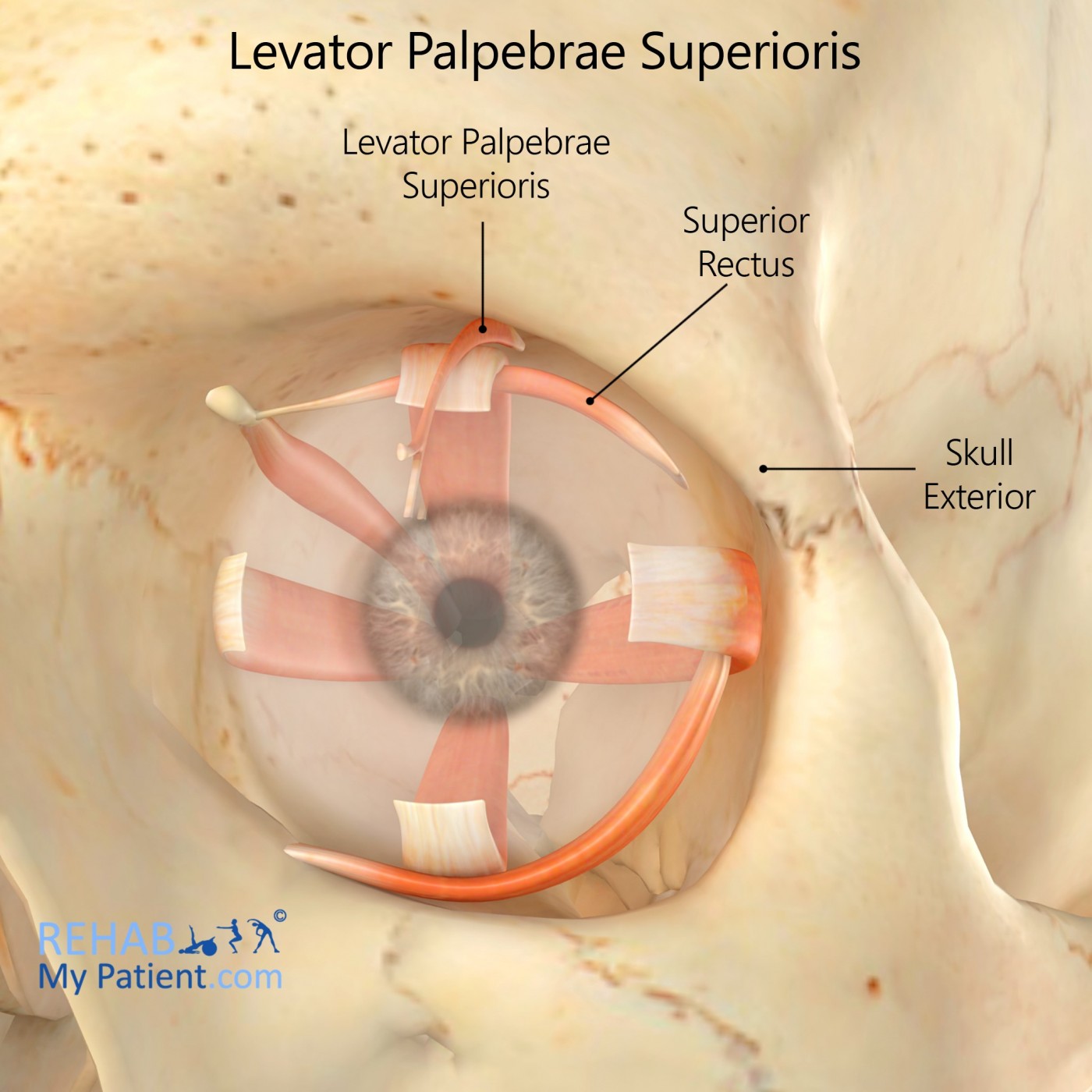 Levator Palpebrae Superioris