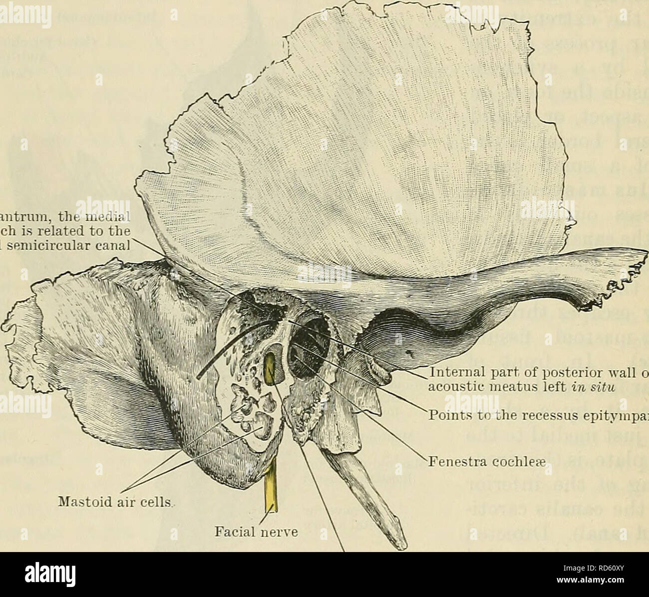 Levator Veli Palatini