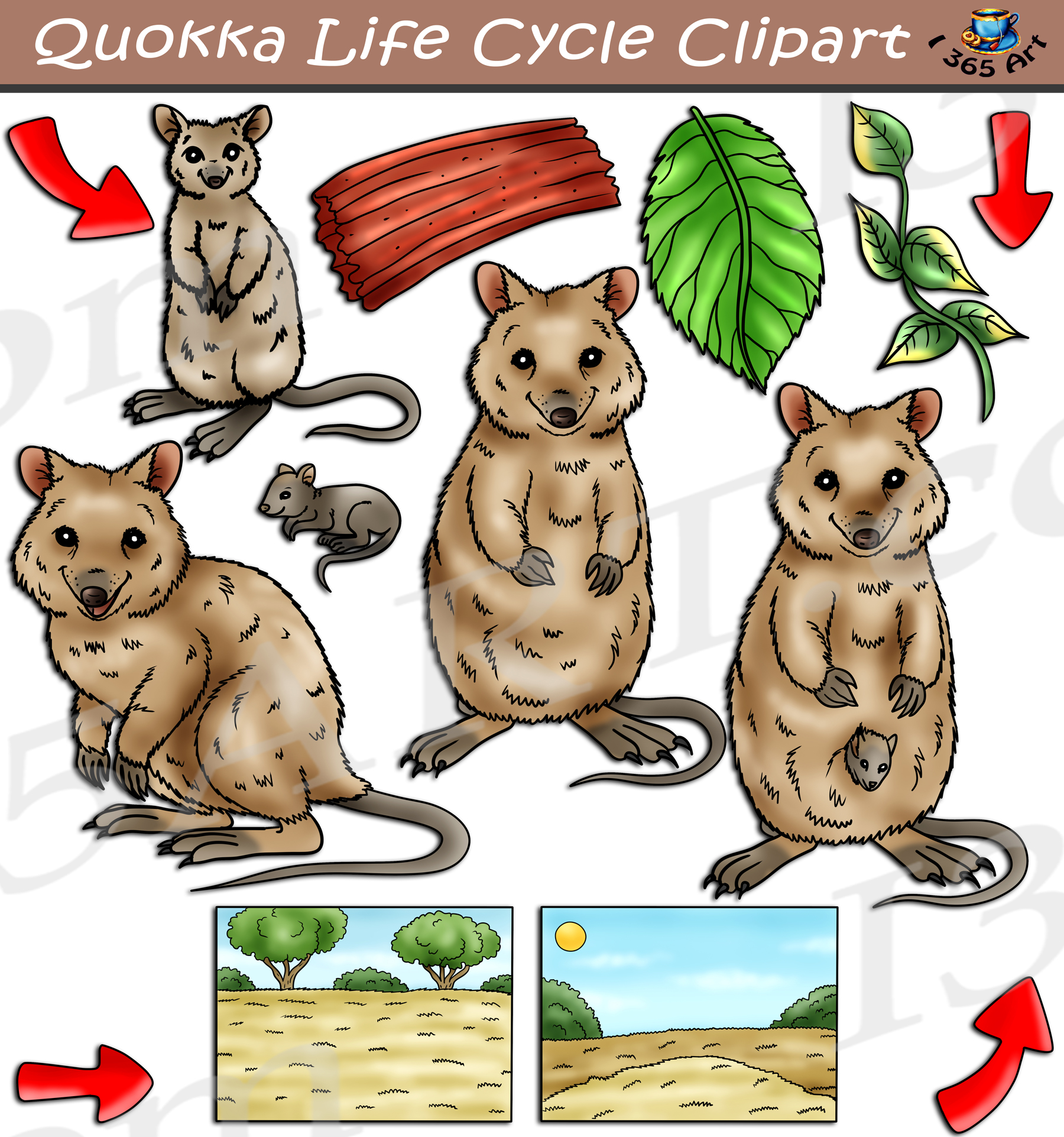 Life Cycle Of Quokka