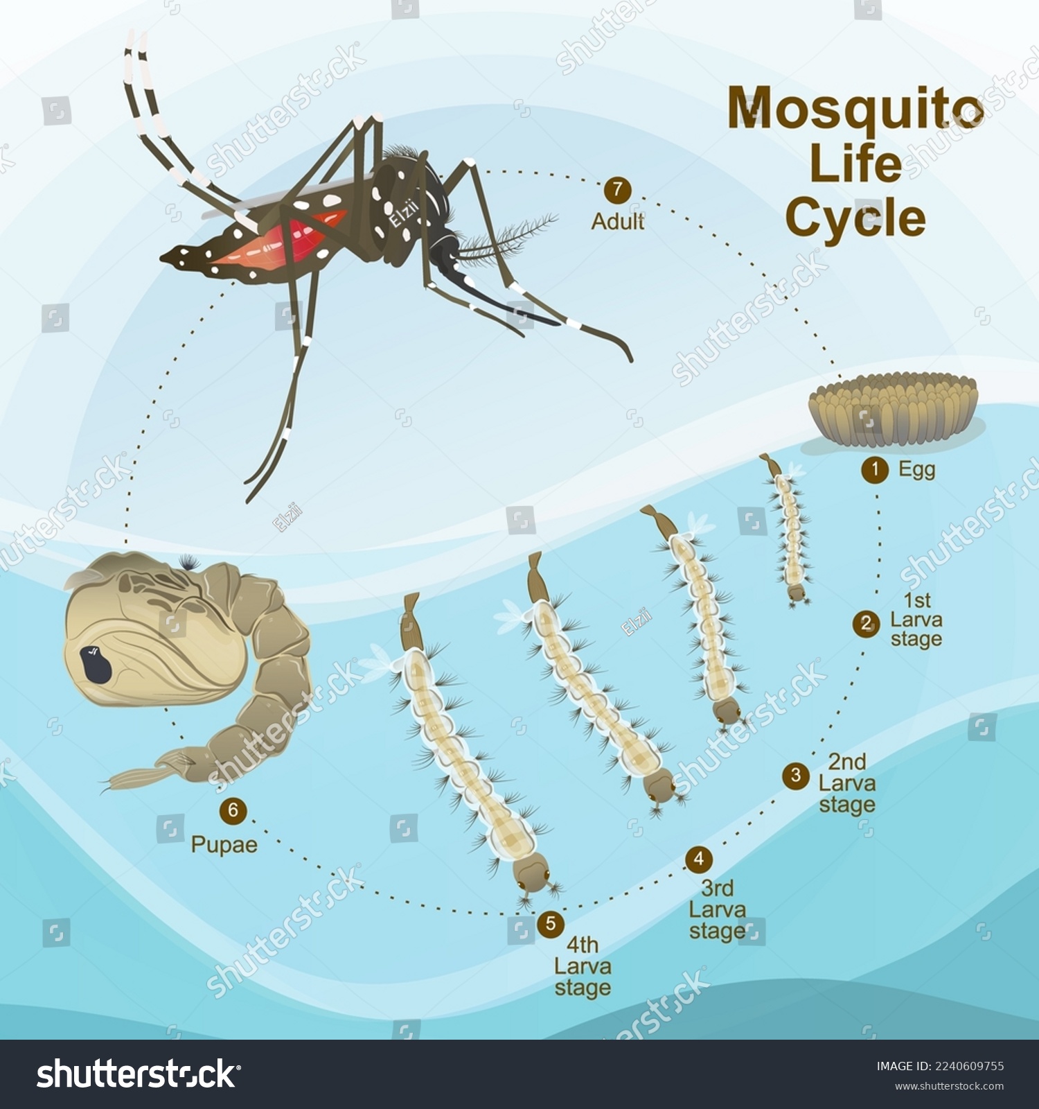 Lifespan Of A Mosquito