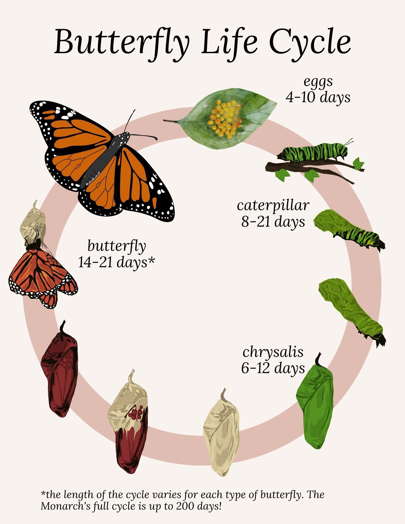 Lifespan Of Butterfly