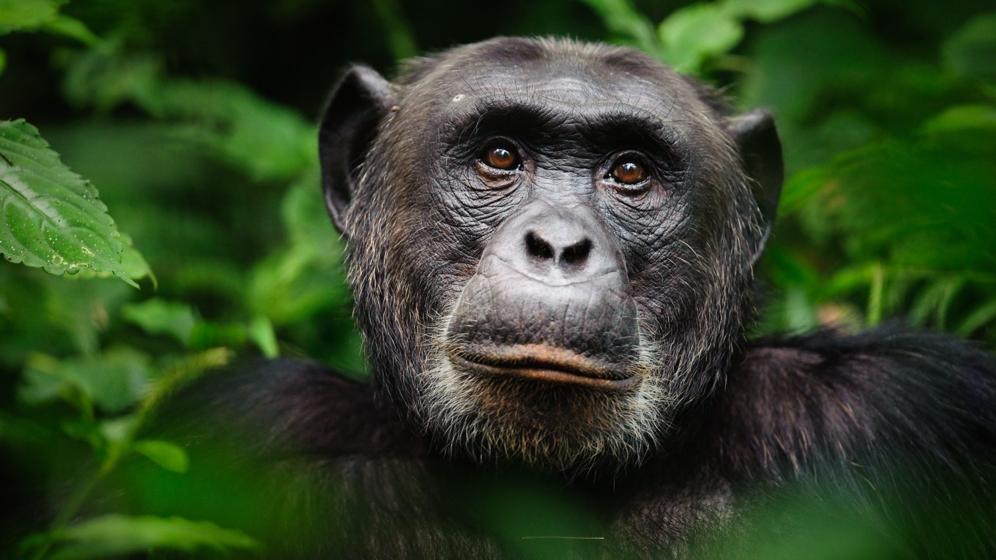 Lifespan Of Chimpanzee