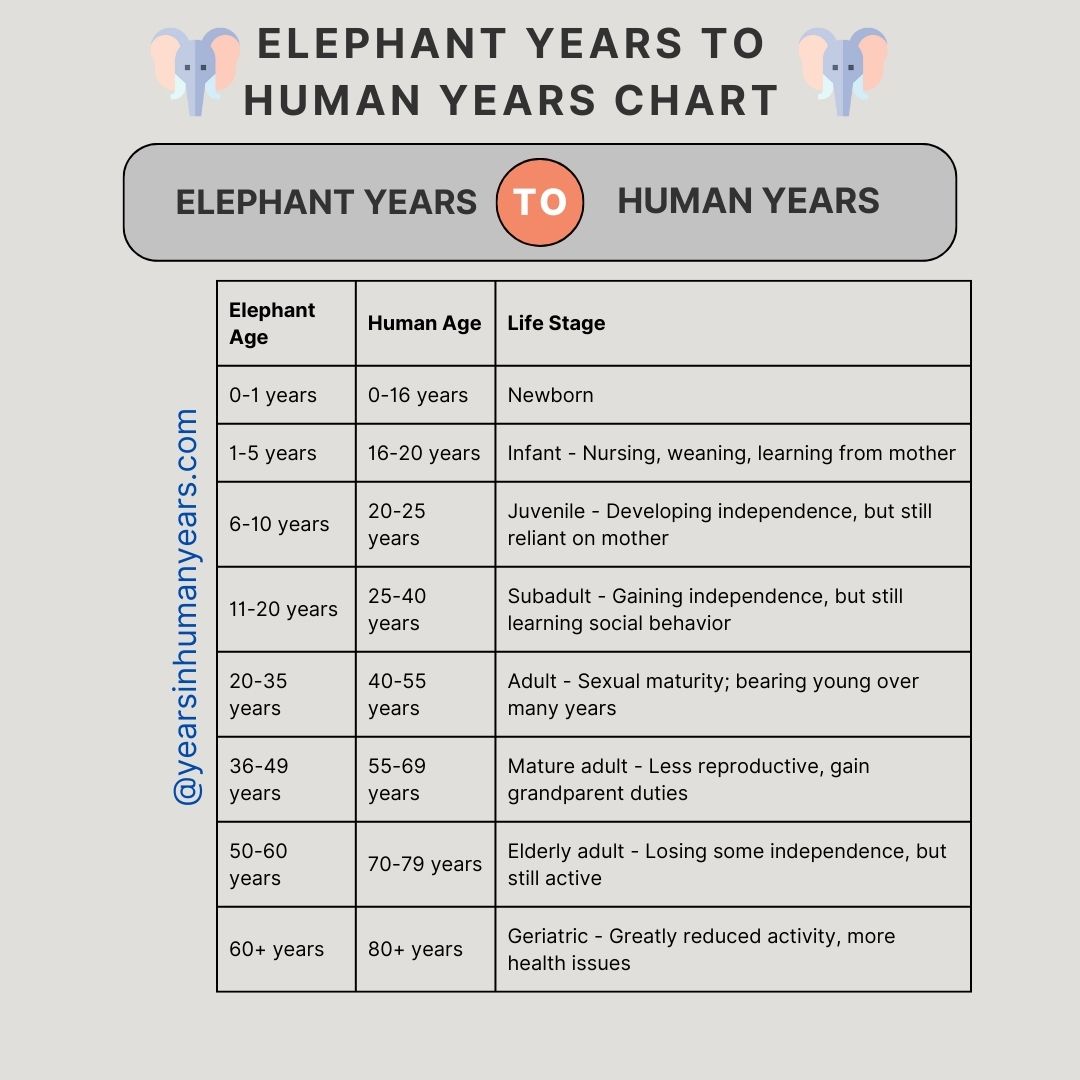 Lifespan Of Elephant