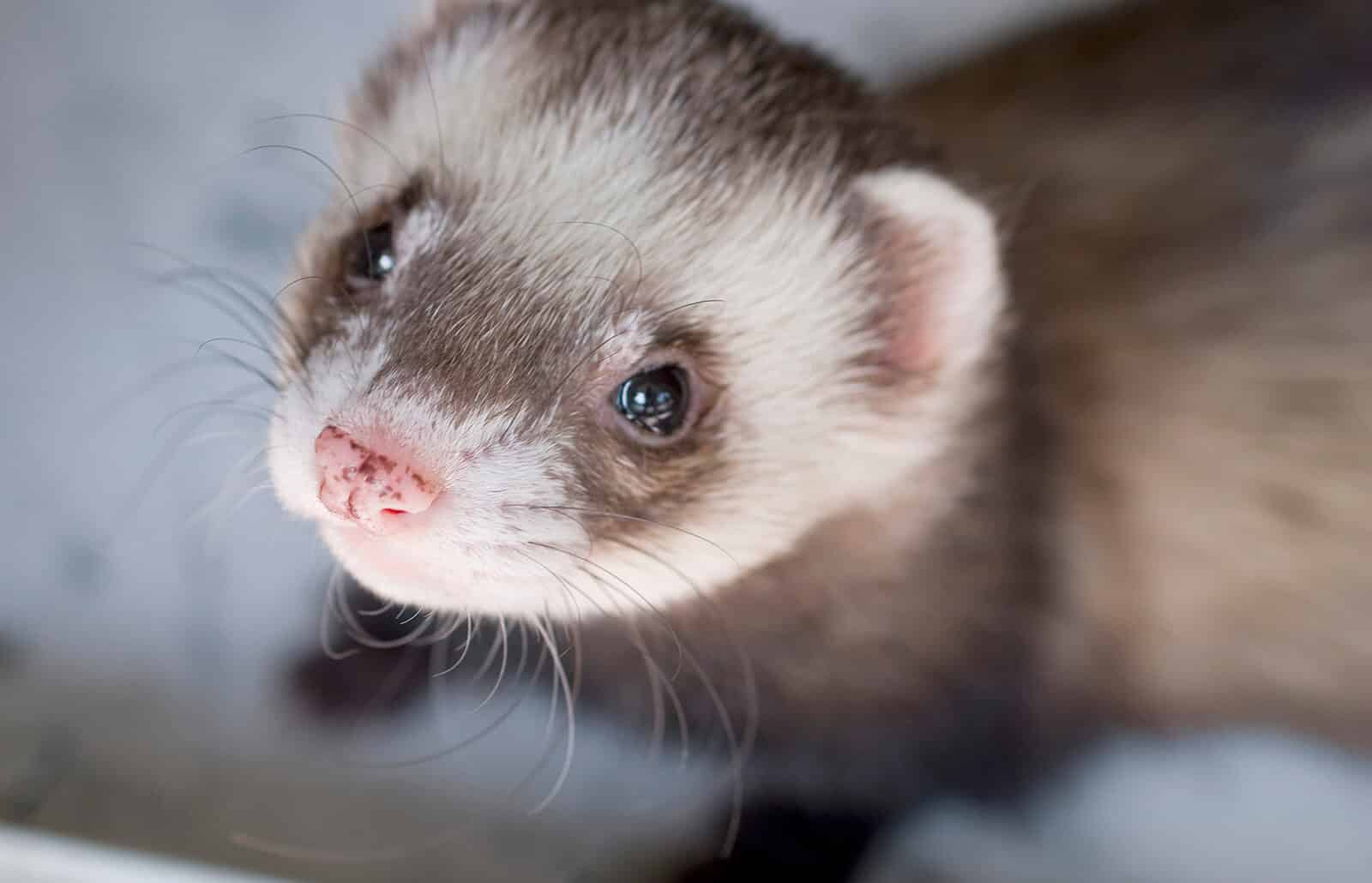 Lifespan Of Ferrets