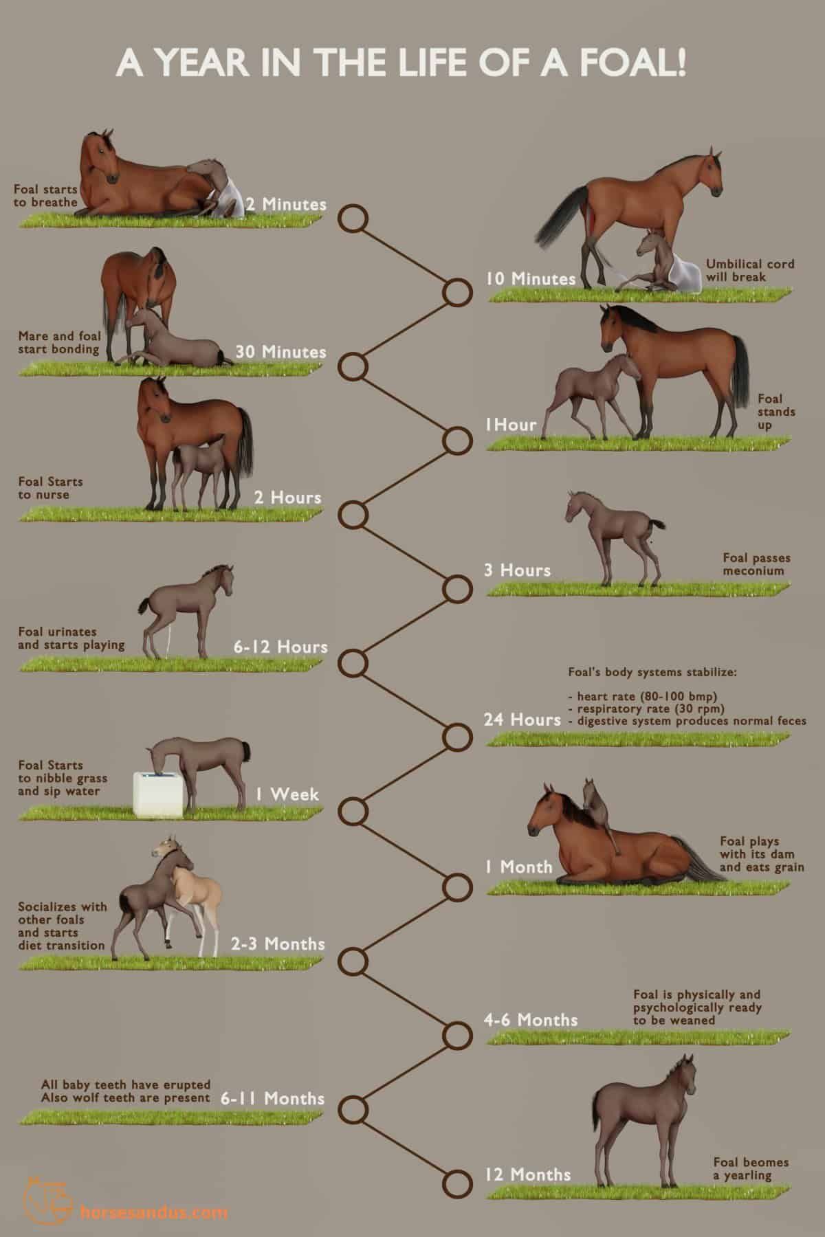 Lifespan Of Horse