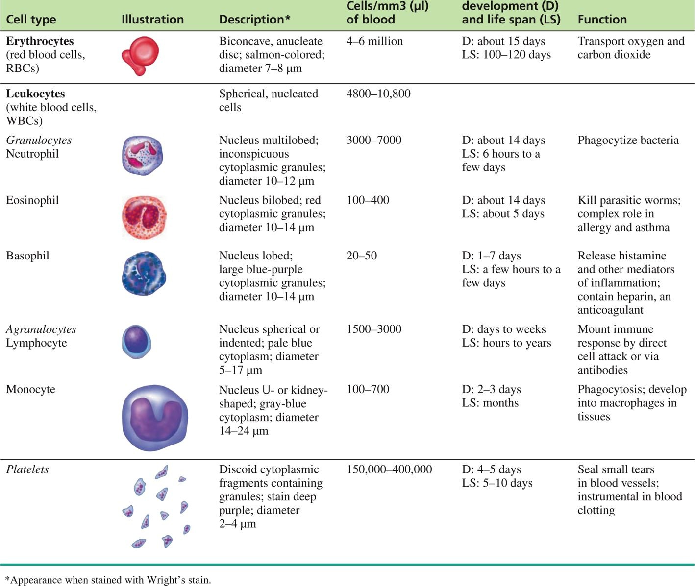 Lifespan Of Wbc