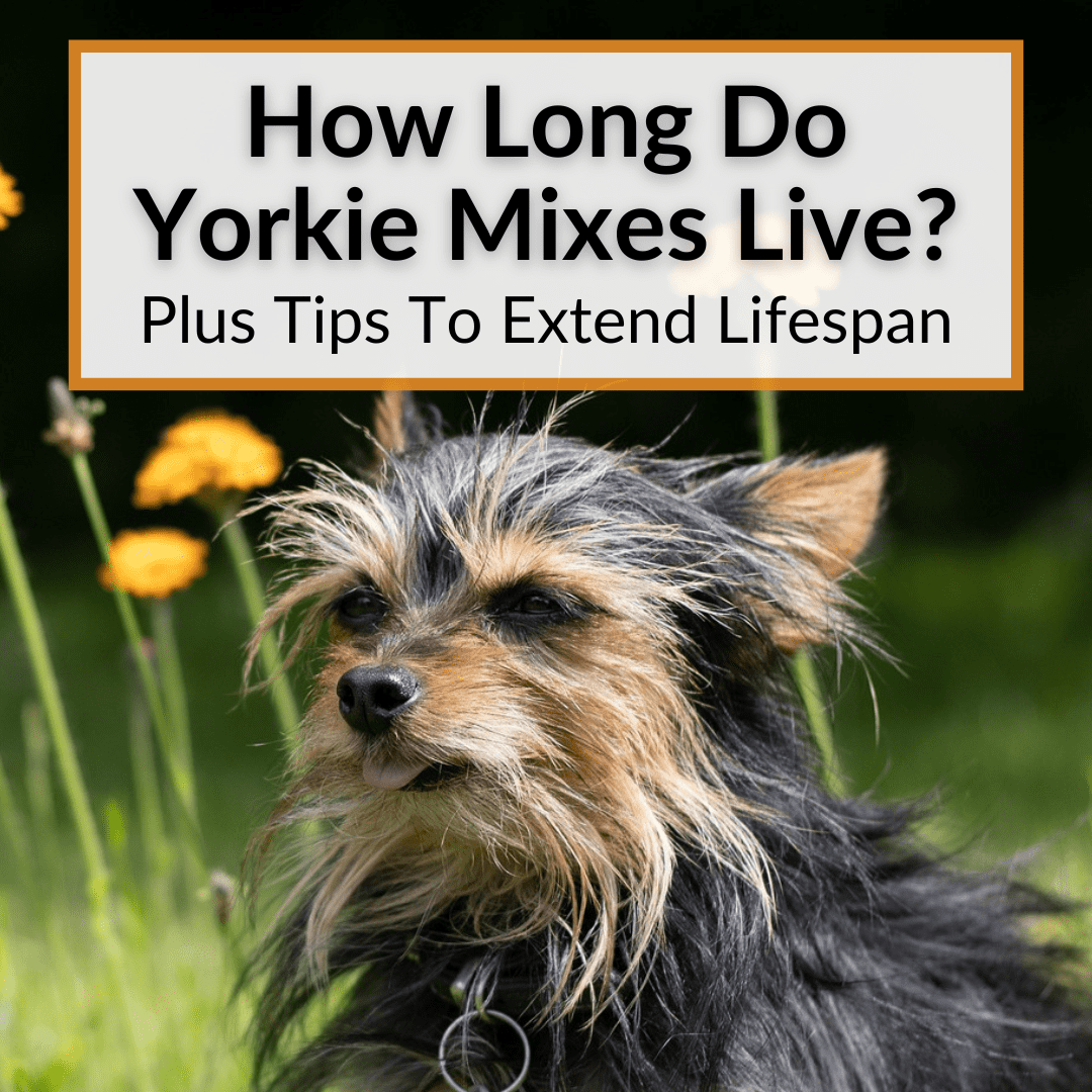 Lifespan Of Yorkie Mix
