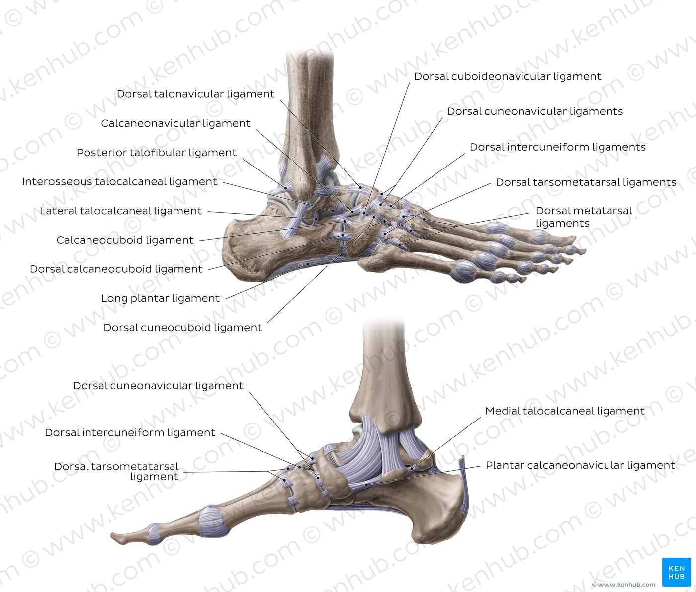 Ligaments In Foot