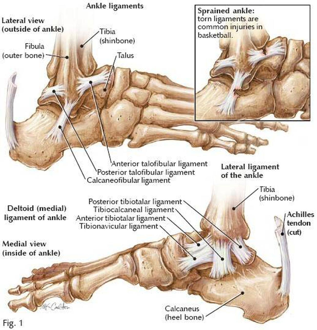 Ligaments Inside Ankle