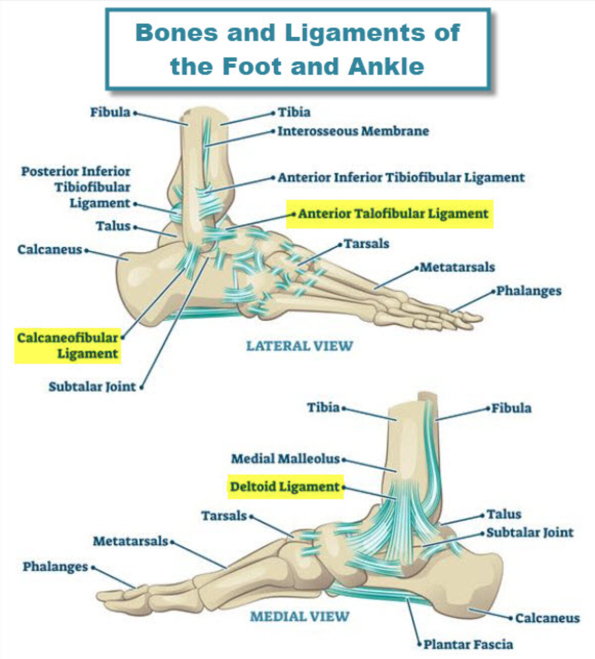 Ligaments Of The Foot