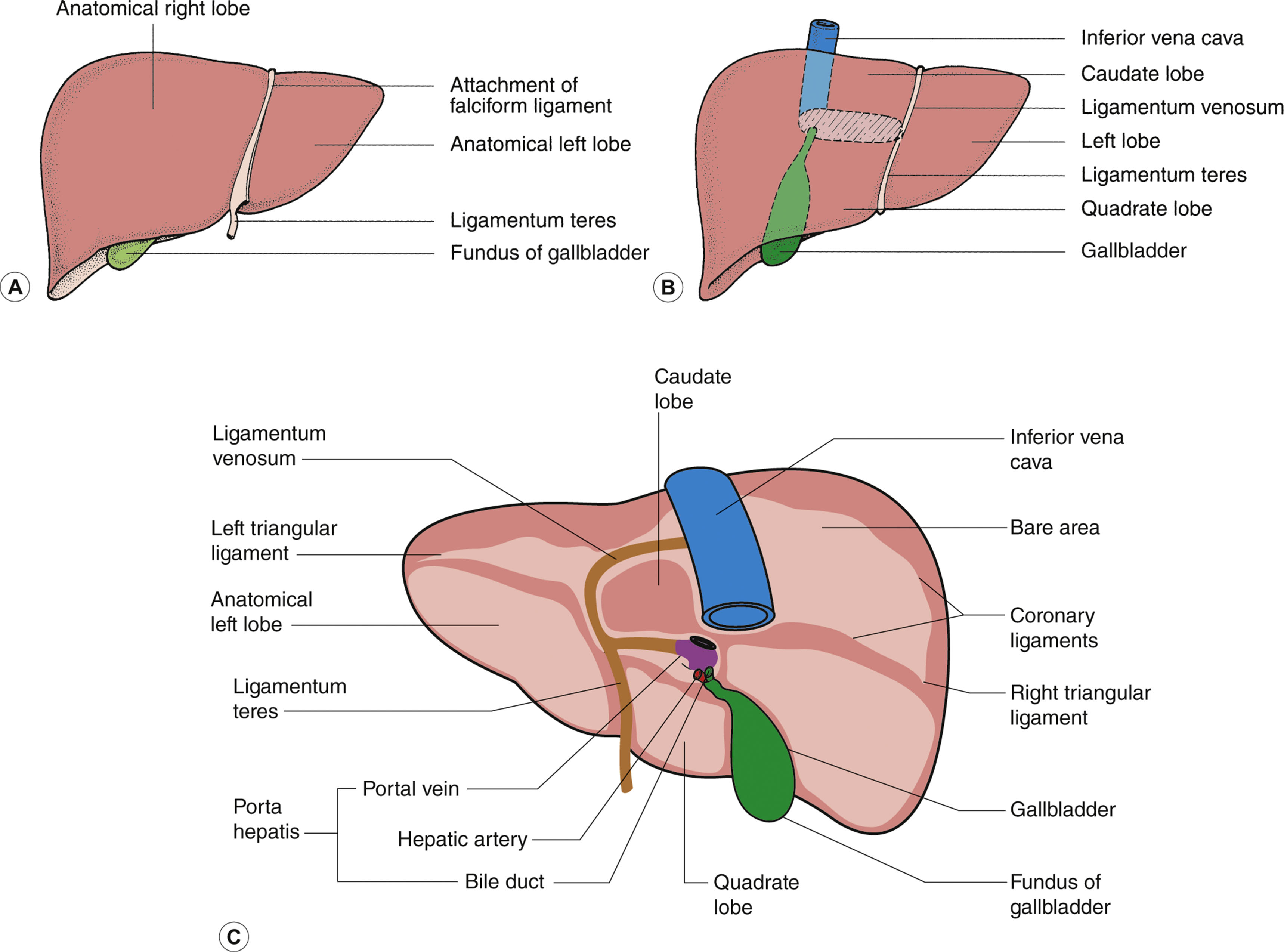 Ligamentum Teres Liver