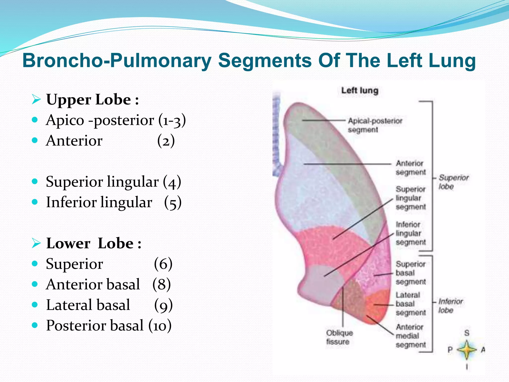 Lingula Of Left Lung