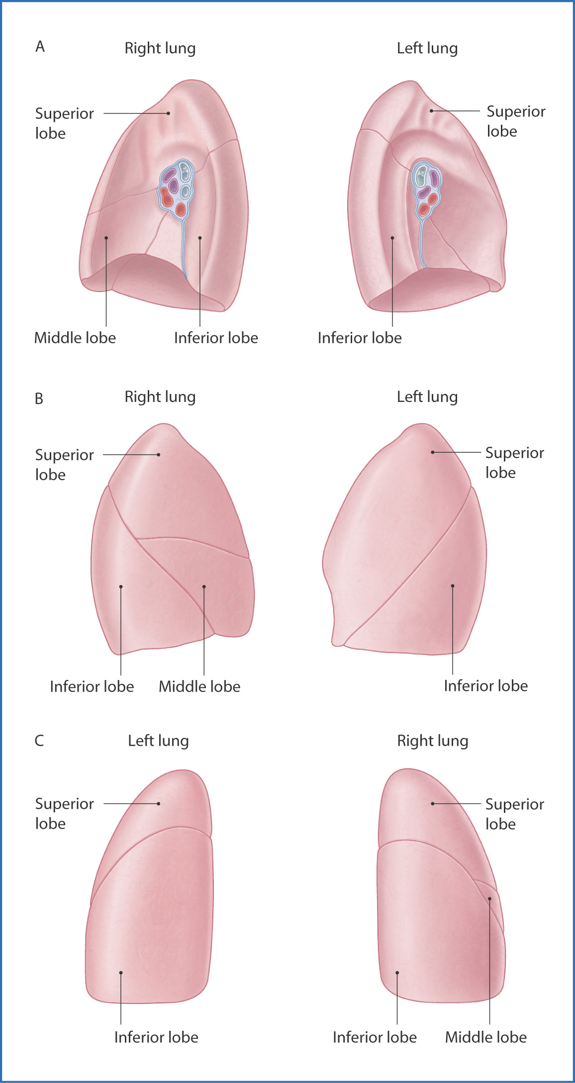 Lingula Of Lung