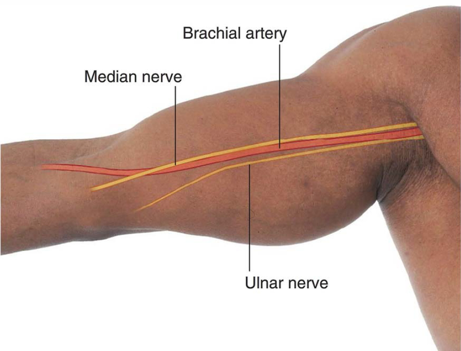 Locating The Brachial Artery