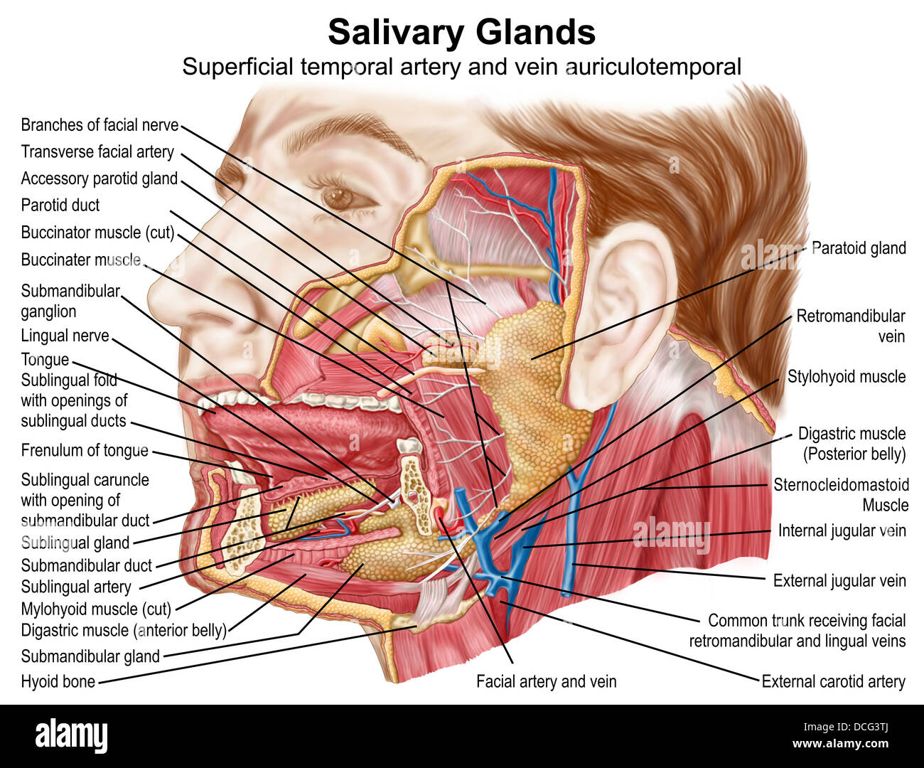 Location Of Salivary Glands
