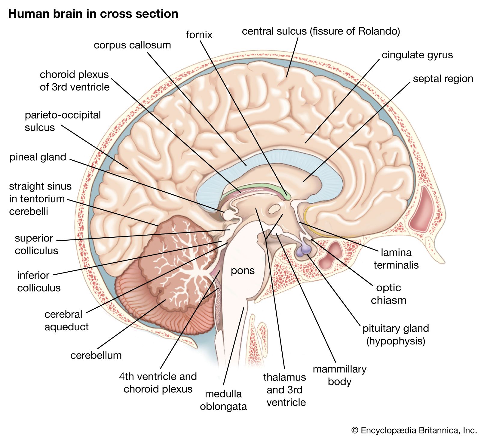 Longitudinal Fissure Brain