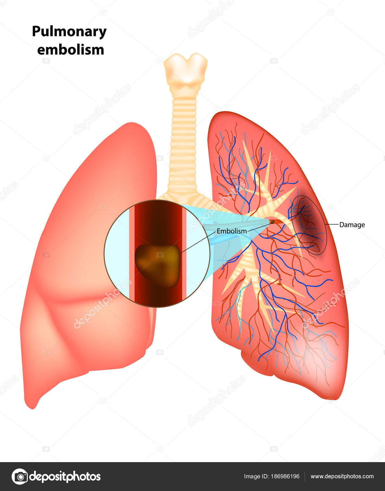 Luana Kazaki Onlyfans