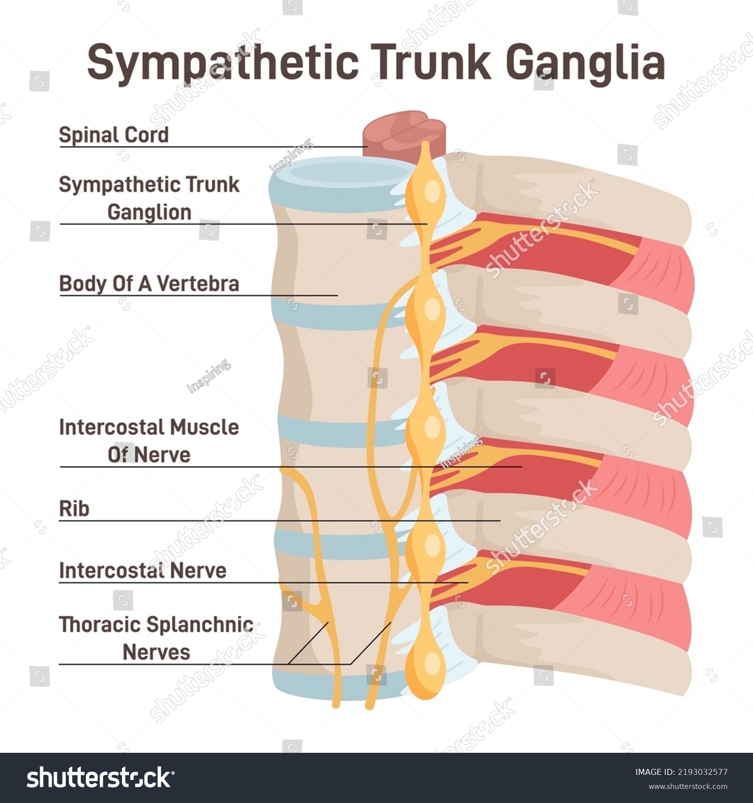 Lumbar Sympathetic Block
