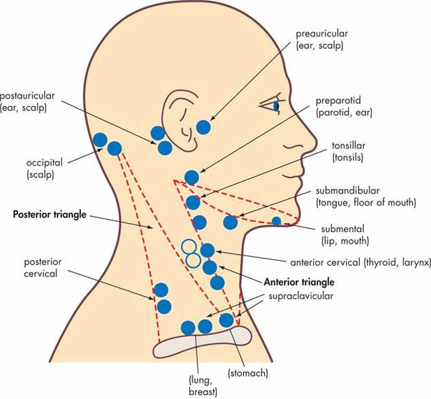 Lymph Node Locations Neck