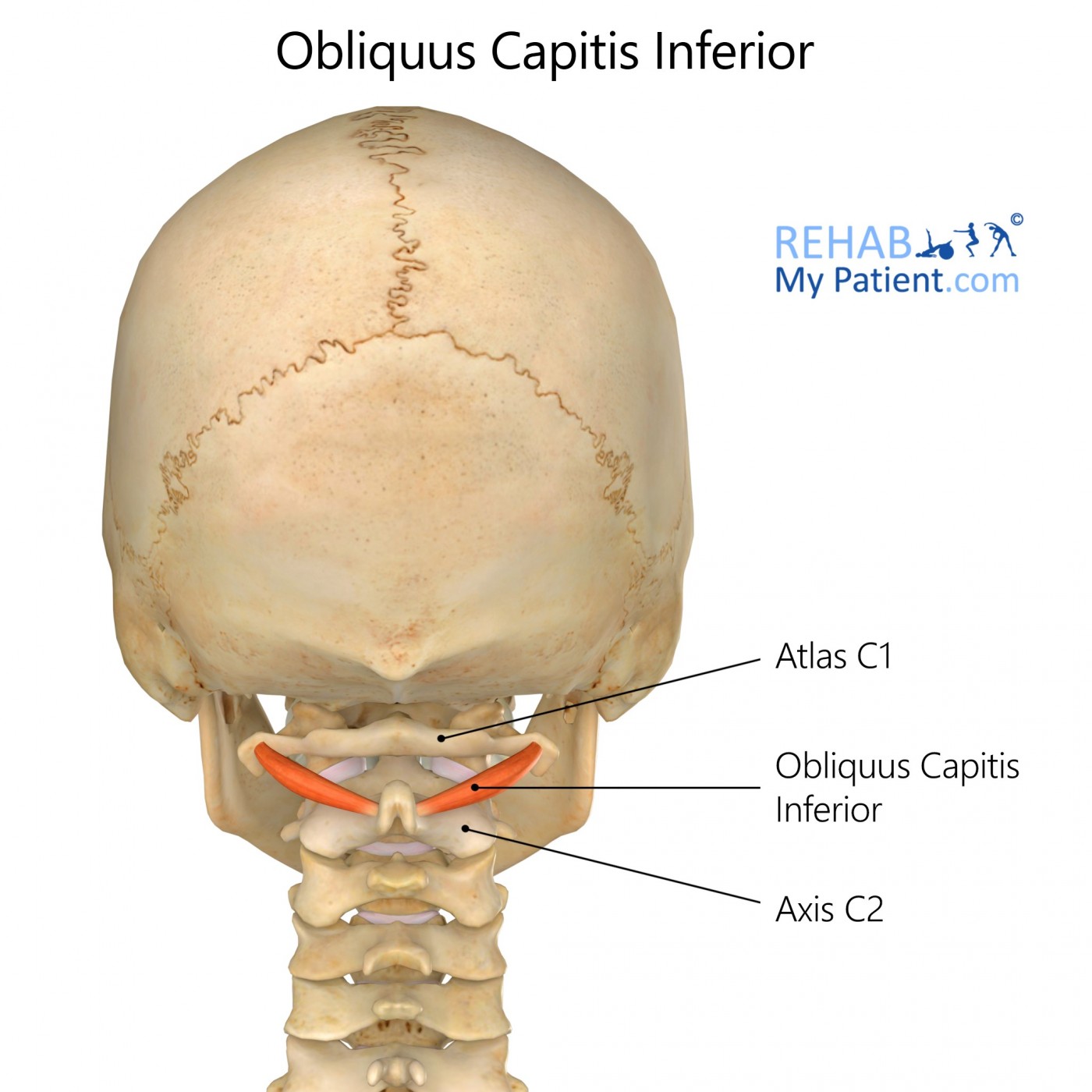 M Obliquus Inferior
