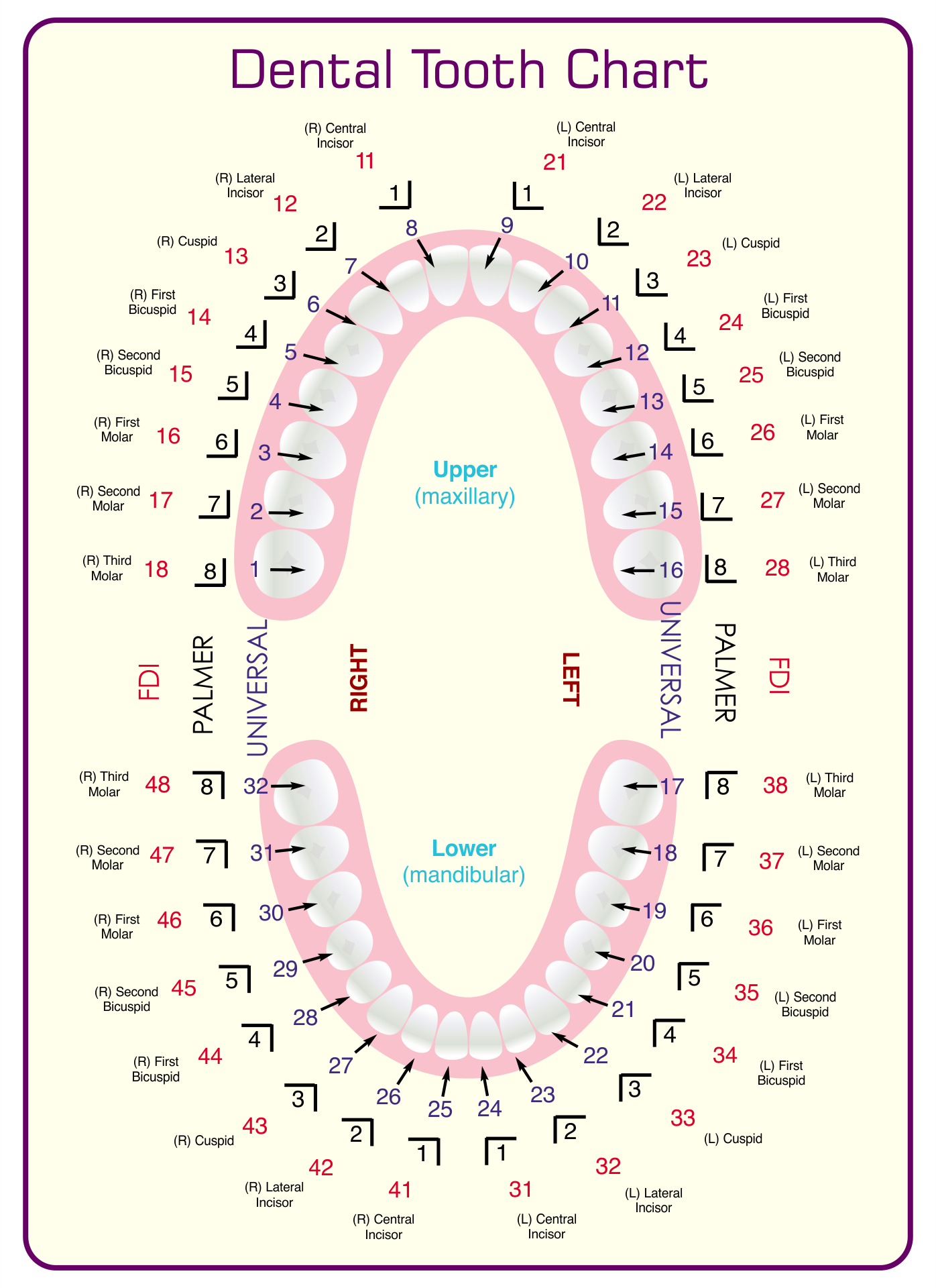 Map Of Teeth