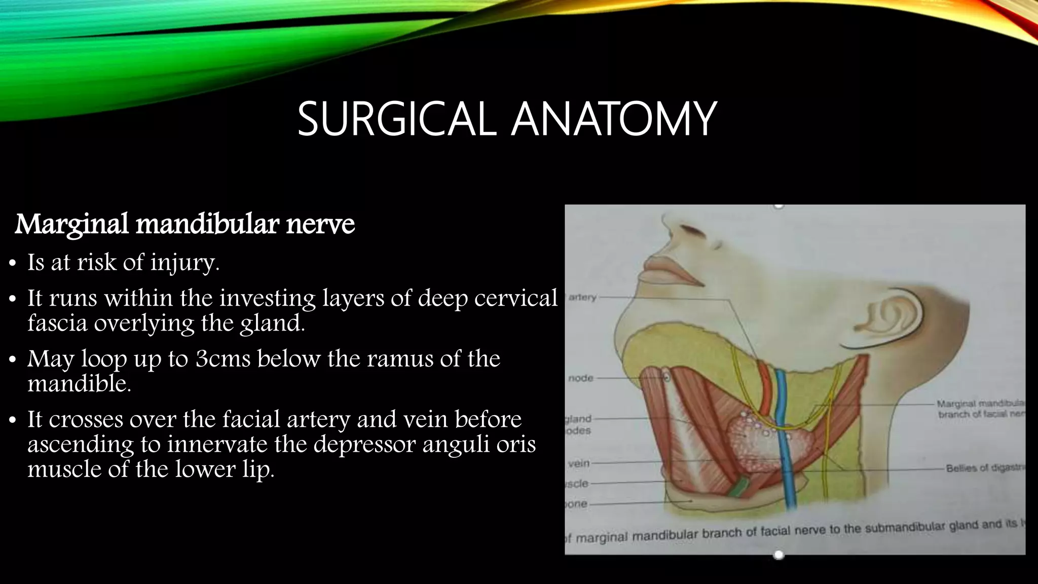 Marginal Mandibular Nerve