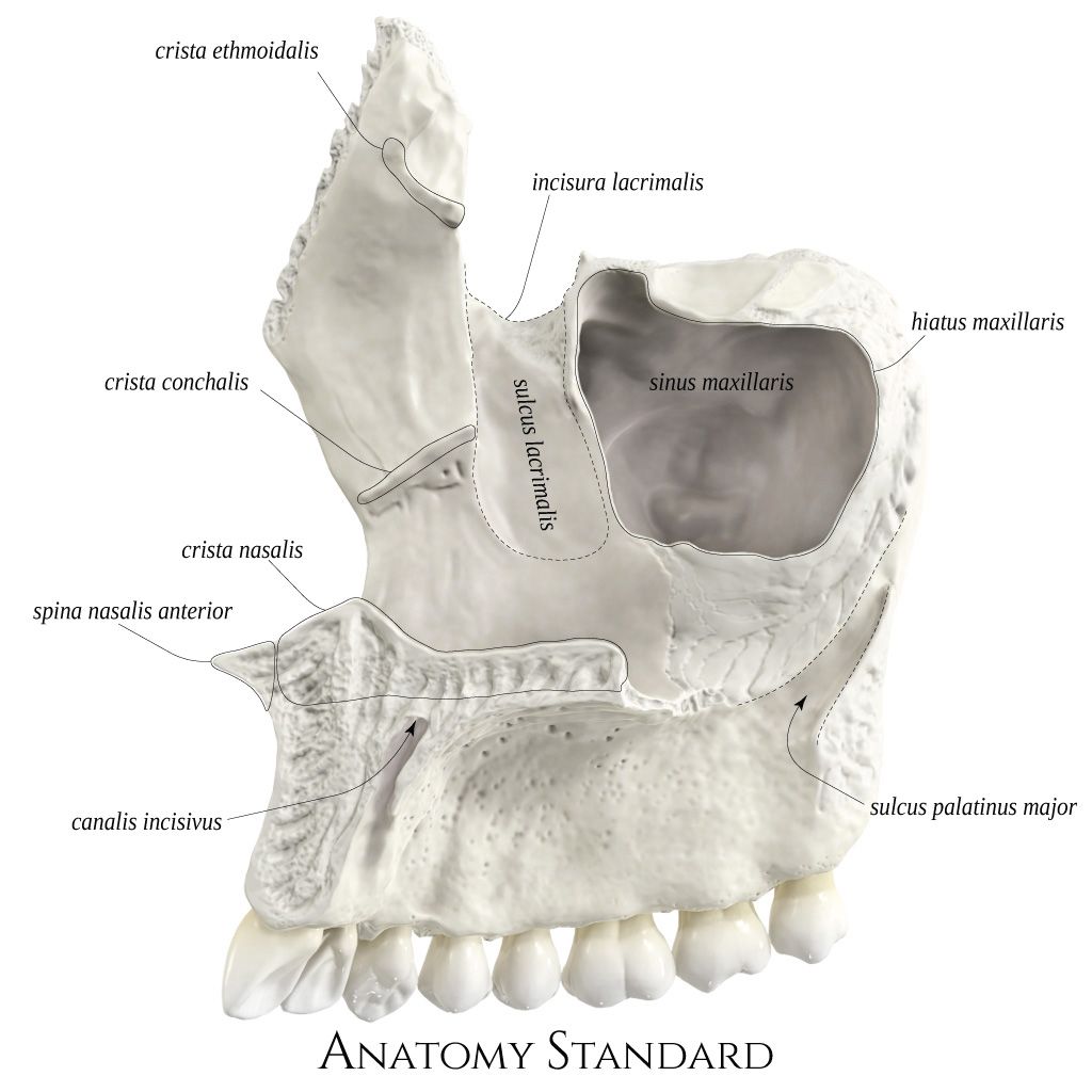 Maxillary Bone Anatomy