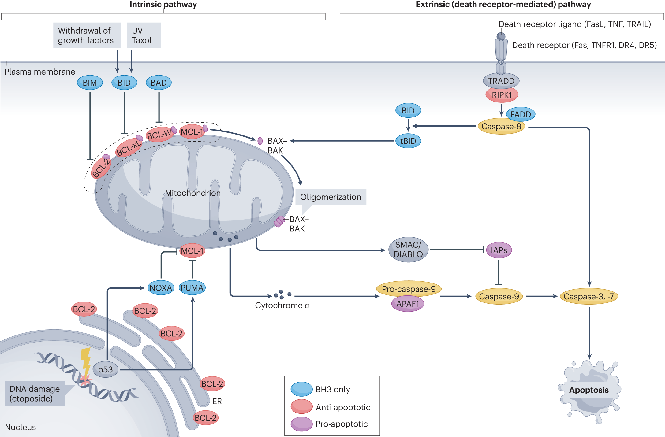 Mechanism Of Death
