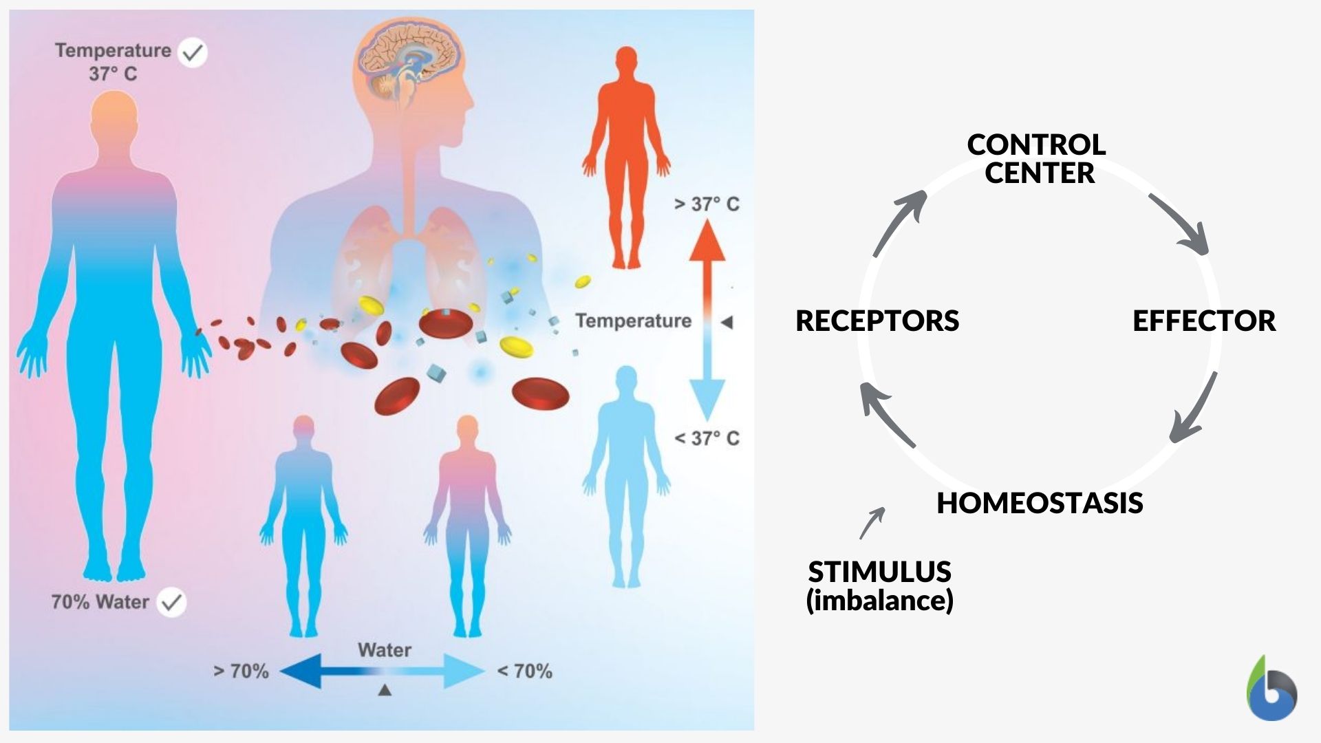 Mechanism Of Homeostasis